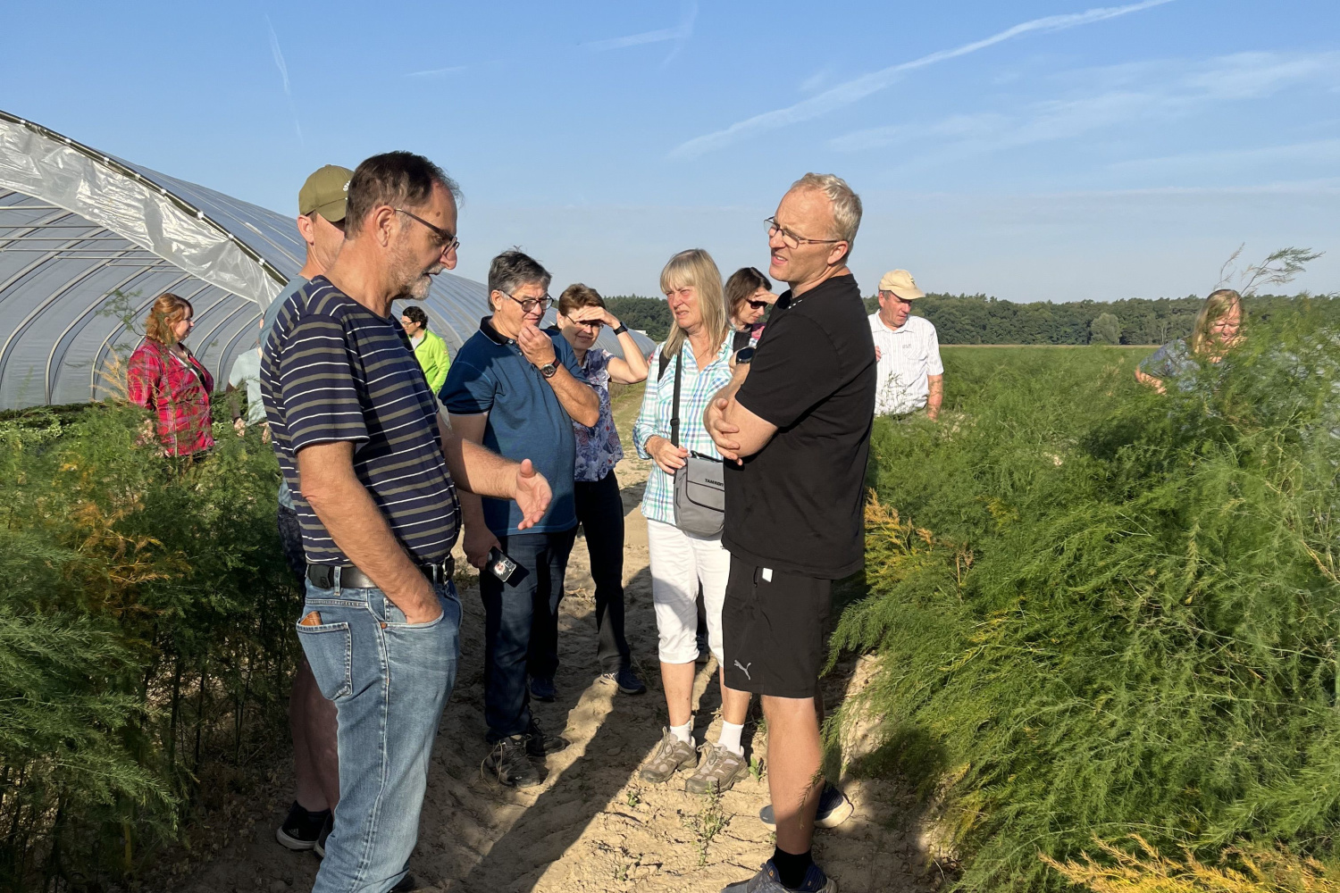 Several people standing, talking, in an asparagus field.