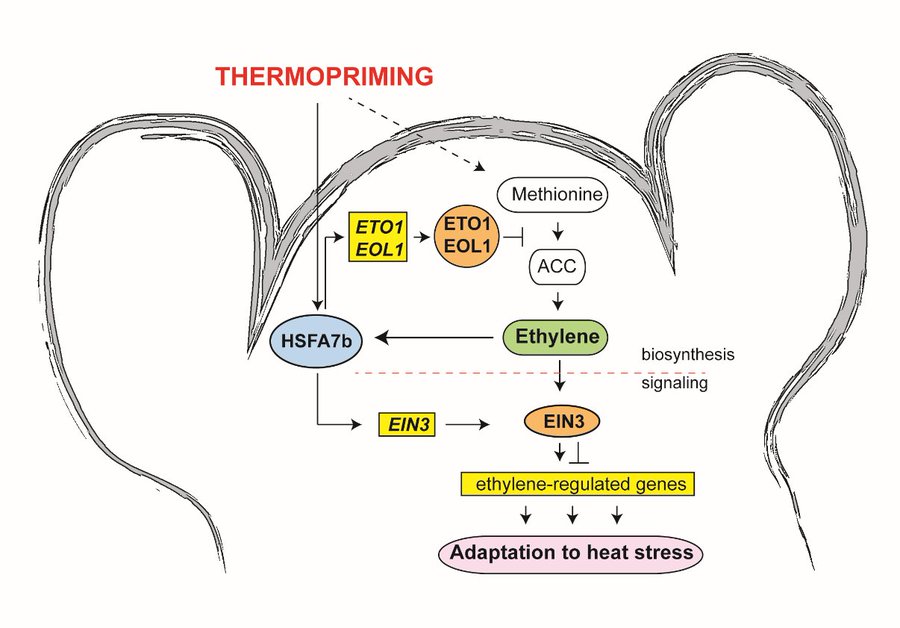 Übersicht des molekularen Mechanismus zur Anpassung an Hitzestress im Sprossapikalmeristem (c) die Autoren.