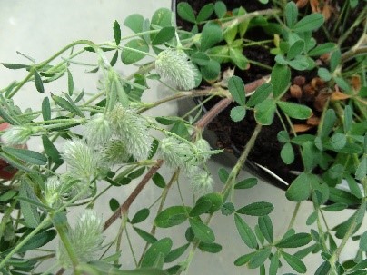 Rabbitfoot clover (Trifolium arvense)