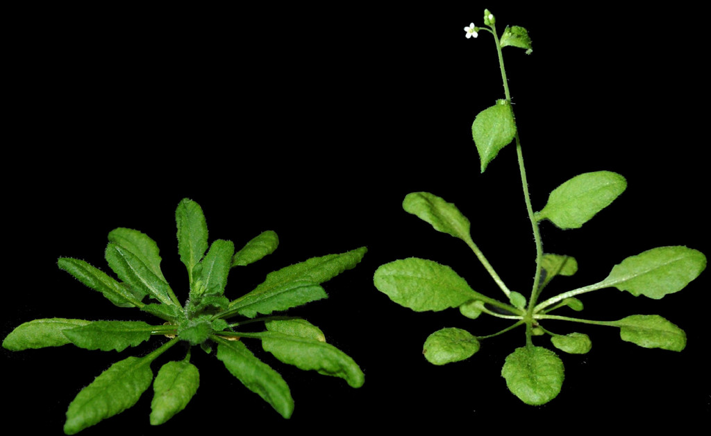 Two genetically identical Arabidopsis thaliana plants show a different appearance due to their phenotypic plasticity, as they were grown at different temperatures (18°C left, 23°C right). Photo: Philip Wigge
