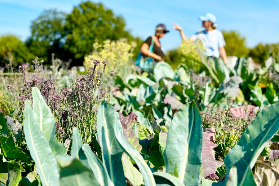 Blumenkohlvielfalt auf dem IGZ-Demonstrationsfeld.