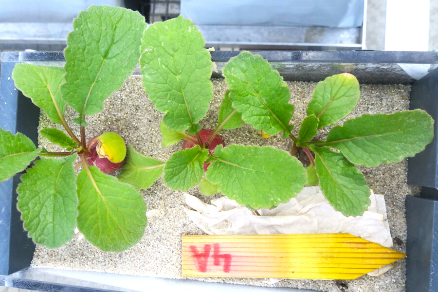 Top view of the radish plants for leaf area determination. Photo: IGZ/S. Münzel