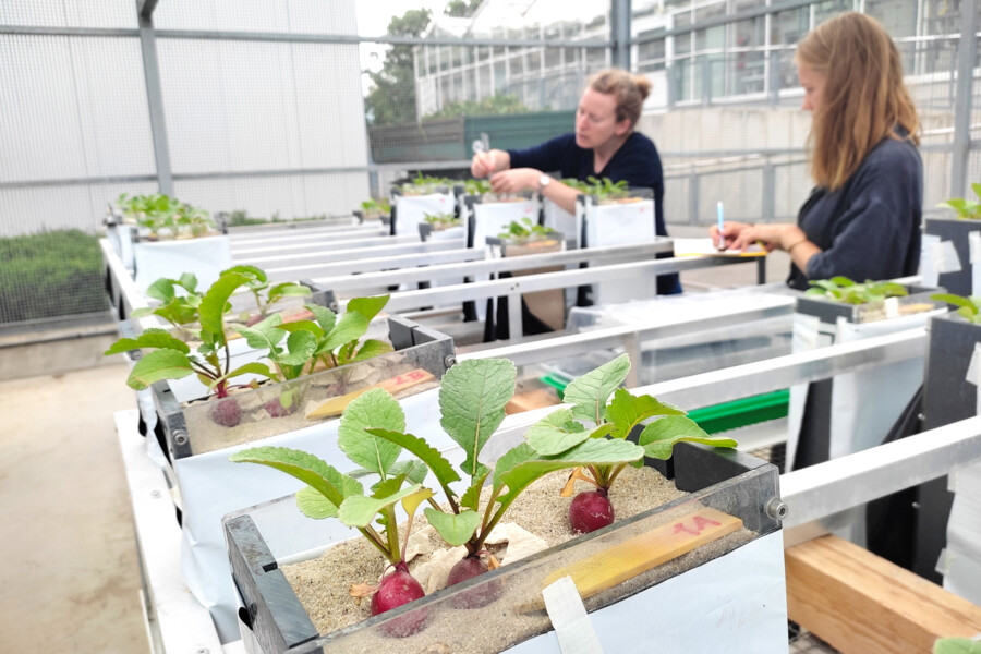 The researchers recording data from the radish cultures at IGZ Photo: IGZ/S. Münzel