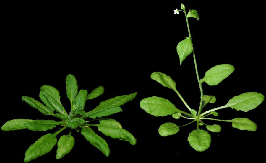 Zwei genetisch identische Arabidopsis-thaliana-Pflanzen zeigen ein unterschiedliches Erscheinungsbild aufgrund ihrer phänotypischen Plastizität, da sie bei unterschiedlichen Temperaturen gewachsen sind (18°C links, 23°C rechts). Foto: Philip Wigge 