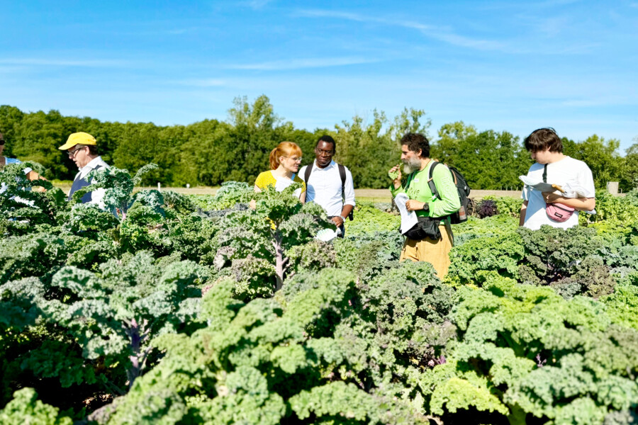 The participants were able to experience the variety of colours, shapes and flavours of the cabbage cultivars.