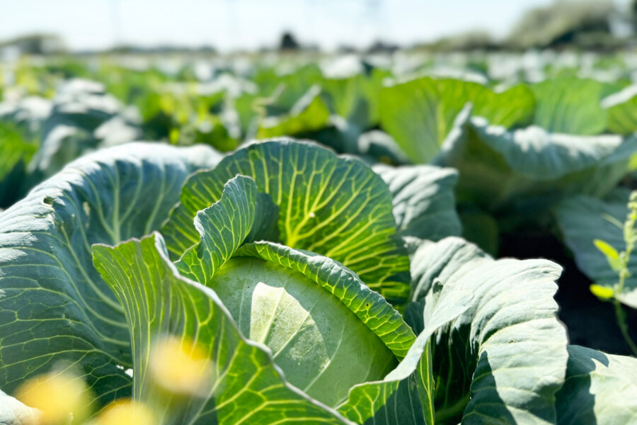 White cabbage on the IGZ field.