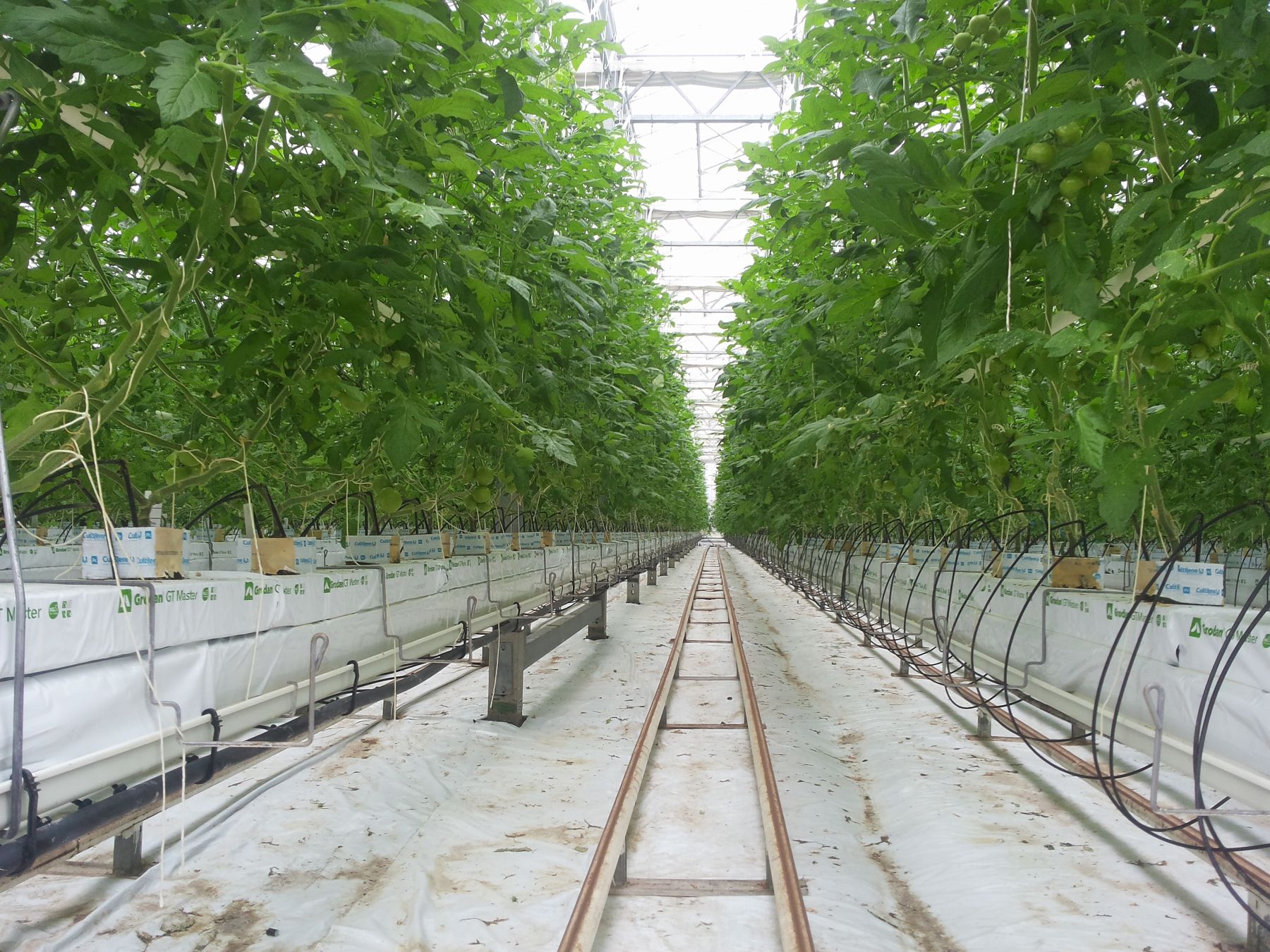 Tomatoes in a hydroponic system at the IGZ (c) Stefan Karlowsky