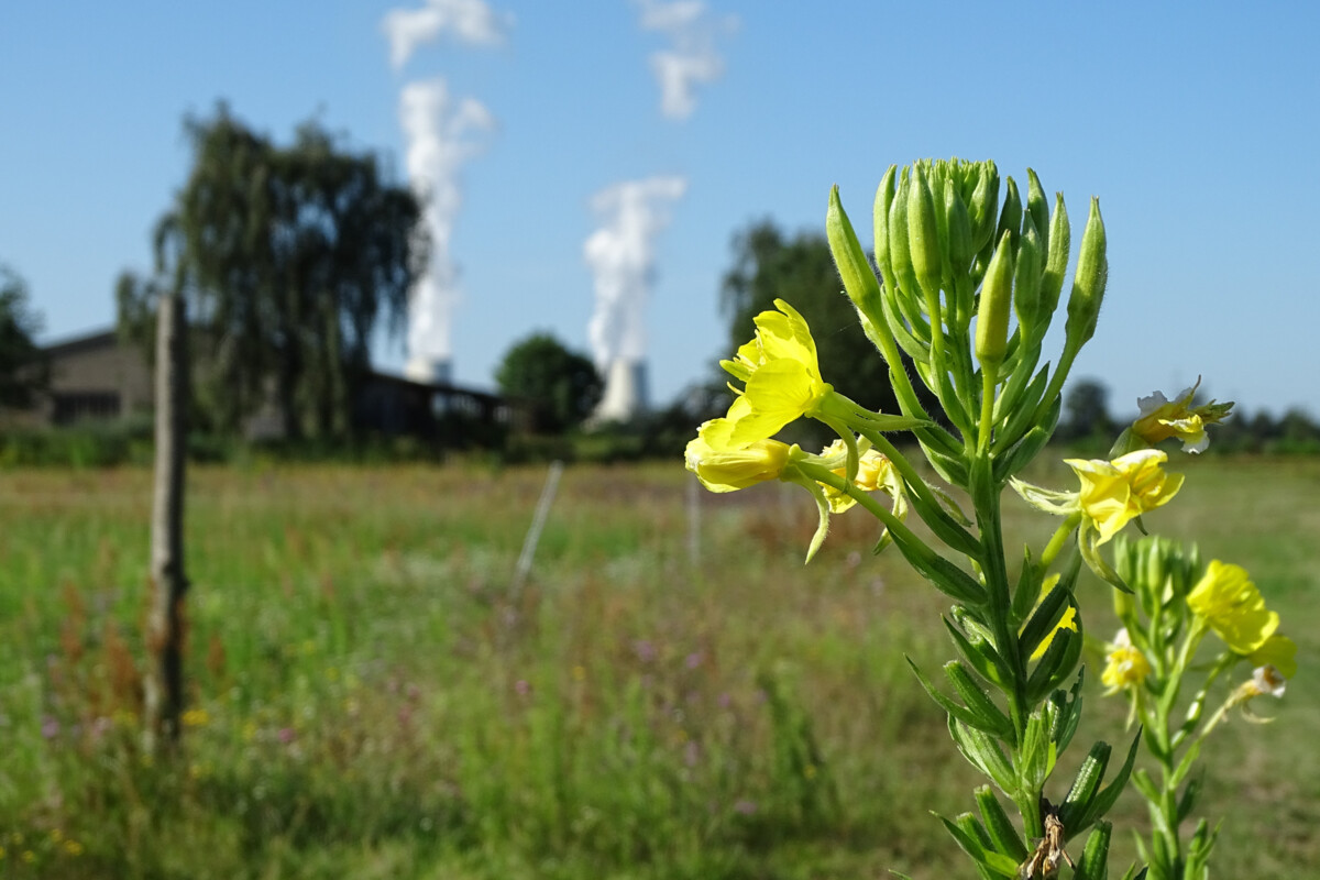 IGZ - Für die heimische Wildpflanze Nachtkerze konnte ein hohes Wertschöpfungspotenzial bestätigt werden. Foto: IGZ/K. Witzel